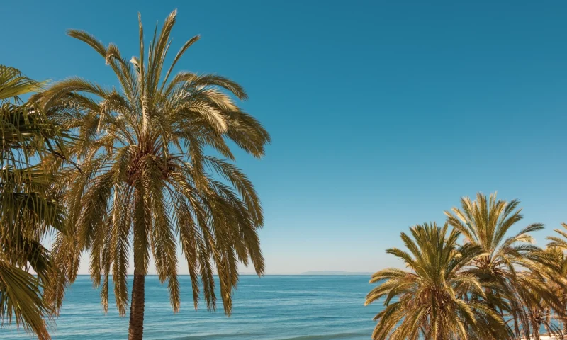 palm-trees-on-blue-sea-background-2024-10-18-21-06-31-utc
